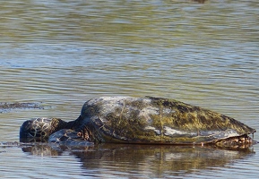 Sea turtle resting